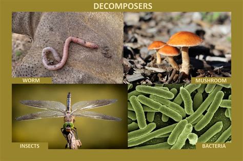 Decomposers are organisms that break down dead or decaying matter into nutrients for other living things. Learn about the types, functions, and examples of decomposers in biology, ecology, and carbon cycle.
